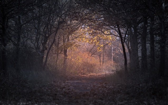 A path through a dark forest opening onto light